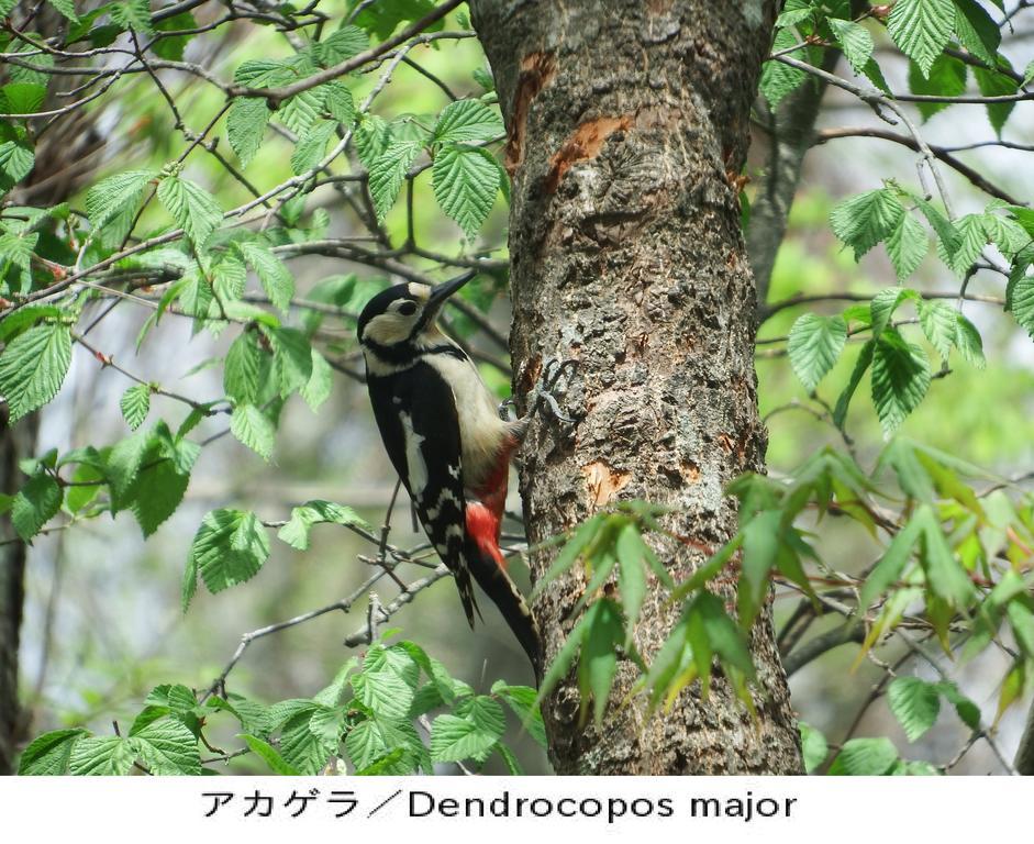 Pension Country Diary 山中湖村 外观 照片